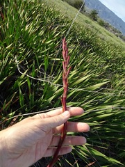 Chasmanthe floribunda