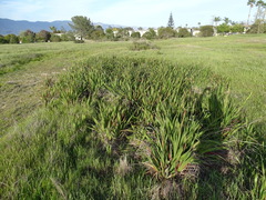 Chasmanthe floribunda
