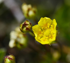 Ranunculus nivalis