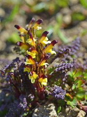 Pedicularis flammea