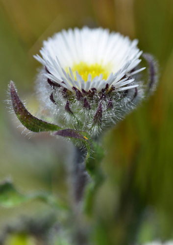Erigeron alpiniformis