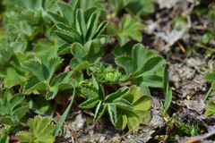 Alchemilla glomerulans