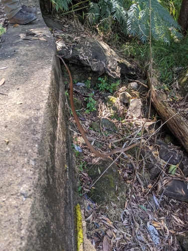 Brown Tree Snake sighting