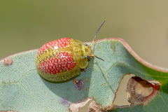 Paropsisterna fastidiosa