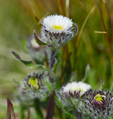 Erigeron alpiniformis