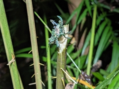 Lichenagraecia cataphracta