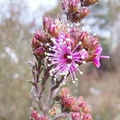 Kunzea parvifolia