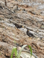 Acridotheres javanicus