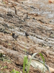 Acridotheres javanicus