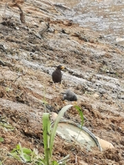 Acridotheres javanicus