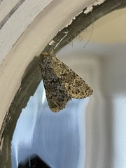 Polymixis flavicincta