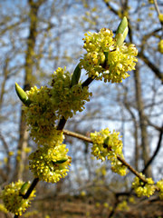 Lindera benzoin