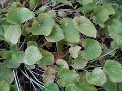 Viola mirabilis