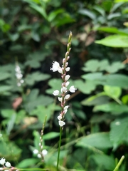 Persicaria jucunda