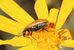 Prolytta pseudolucida