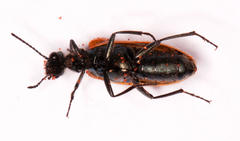 Prolytta pseudolucida