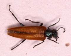 Prolytta pseudolucida