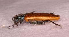 Prolytta pseudolucida