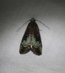 Heteromicta tripartitella