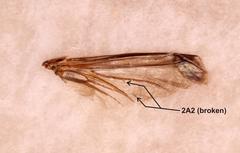 Prolytta pseudolucida