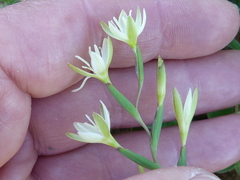 Hesperantha erecta