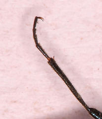 Prolytta pseudolucida