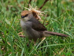 Cisticola chubbi