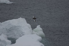 Thalassoica antarctica