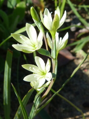 Hesperantha erecta