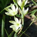 Hesperantha erecta - Photo (c) sallyhey, some rights reserved (CC BY-NC), uploaded by sallyhey