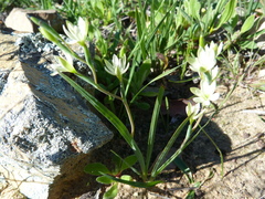 Hesperantha erecta