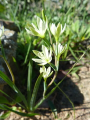 Hesperantha erecta