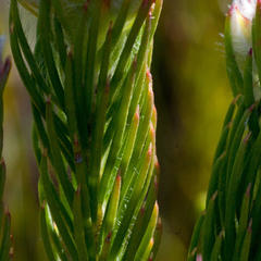 Sorocephalus claviger