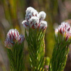 Sorocephalus claviger