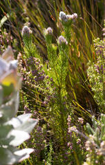 Sorocephalus claviger