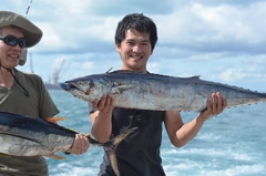 Acanthocybium solandri