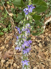 Campanula versicolor