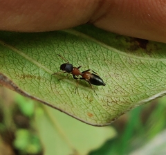 Myrmarachne melanocephala