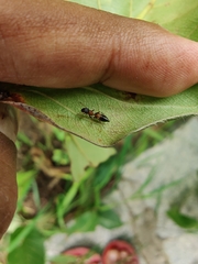 Myrmarachne melanocephala