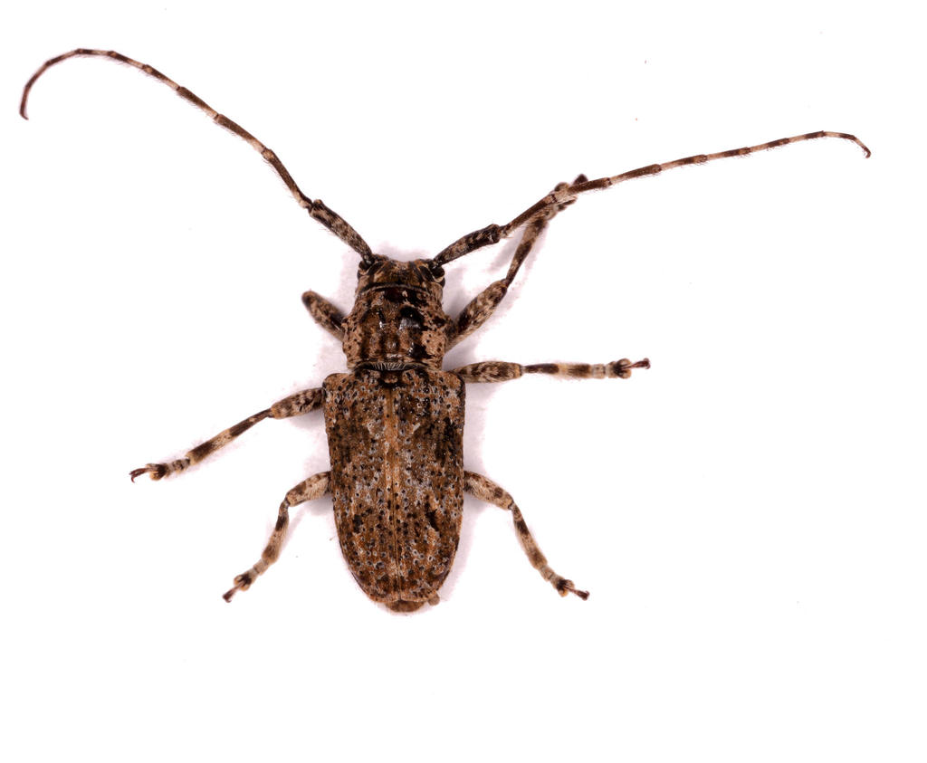 coptops-aedificator-coleoptera-beetles-of-the-british-indian-ocean