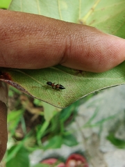 Myrmarachne melanocephala