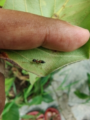 Myrmarachne melanocephala