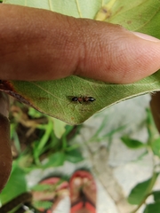 Myrmarachne melanocephala