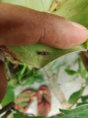 Myrmarachne melanocephala