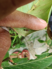 Myrmarachne melanocephala