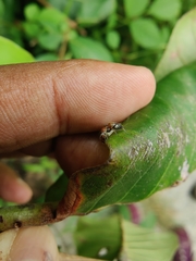 Myrmarachne melanocephala