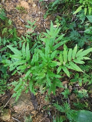 Pteris wulaiensis