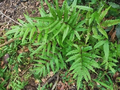 Pteris wulaiensis