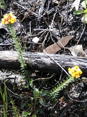 Pultenaea divaricata
