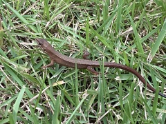 Takydromus tachydromoides